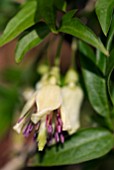 CLEMATIS NAPAULENSIS