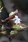 VIBURNUM GRANDIFLORUM FOETENS