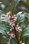 SARCOCOCCA HOOKERIANA VAR. DIGYNA