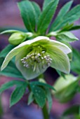 HELLEBORUS DUMETORUM