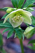 HELLEBORUS DUMETORUM