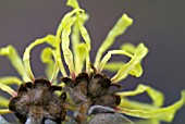 HAMAMELIS MOLLIS WISLEY SUPREME