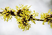 HAMAMELIS MOLLIS WISLEY SUPREME