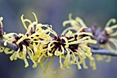 HAMAMELIS MOLLIS WISLEY SUPREME