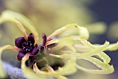 HAMAMELIS MOLLIS WISLEY SUPREME