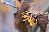 HAMAMELIS X INTERMEDIA ORANGE PEEL