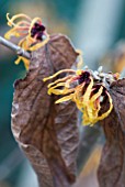 HAMAMELIS X INTERMEDIA ORANGE PEEL