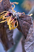 HAMAMELIS X INTERMEDIA ORANGE PEEL