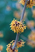 HAMAMELIS X INTERMEDIA ORANGE PEEL