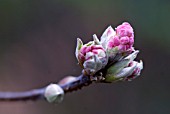 VIBURNUM X BODNANTENSE CHARLES LAMONT