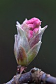 VIBURNUM X BODNANTENSE CHARLES LAMONT