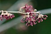 HAMAMELIS VERNALIS