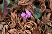 CYCLAMEN COUM GROWING UNDER ACER