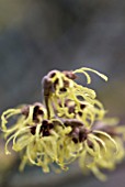 HAMAMELIS X INTERMEDIA PALLIDA