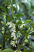 SARCOCOCCA CONFUSA