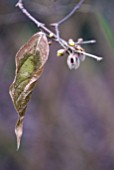 CHIMONANTHUS PRAECOX