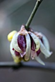 CHIMONANTHUS PRAECOX