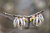 CHIMONANTHUS PRAECOX