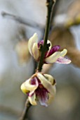 CHIMONANTHUS PRAECOX