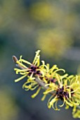 HAMAMELIS MOLLIS BOSKOOP