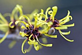 HAMAMELIS MOLLIS BOSKOOP