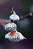 EDGEWORTHIA CHRYSANTHA RED DRAGON