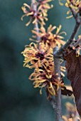 HAMAMELIS X INTERMEDIA HARRY