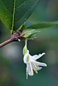 LONICERA STANDISHII