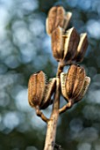 CARDIOCRINUM GIGANTEUM