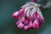 VIBURNUM GRANDIFLORUM F. GRANDIFLORUM