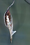 ASCLEPIAS INCARNATA