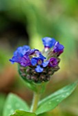 PULMONARIA LONGIFOLIA CEDRIC MORRIS