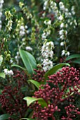 ERICA X DARLEYENSIS WHITE PERFECTION WITH SKIMMIA JAPONICA