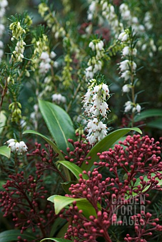 ERICA_X_DARLEYENSIS_WHITE_PERFECTION_WITH_SKIMMIA_JAPONICA
