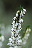 ERICA X DARLEYENSIS WHITE PERFECTION