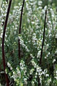 ERICA X DARLEYENSIS WHITE PERFECTION WITH CORNUS ALBA KESSELRINGII