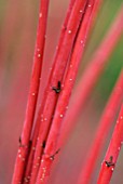 CORNUS ALBA SIBIRICA