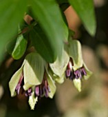 CLEMATIS NAPAULENSIS