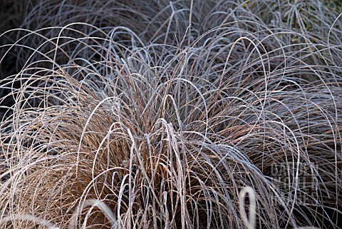 CAREX_COMANS_BRONZE_FORM