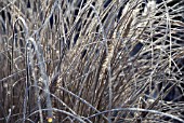 PENNISETUM SETACEUM PURPUREUM