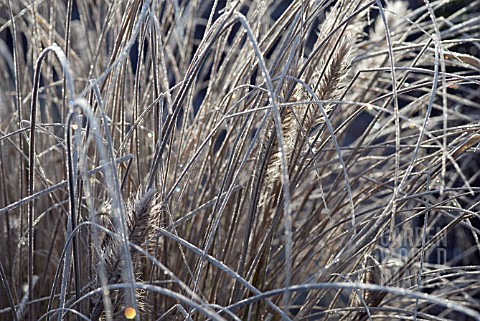 PENNISETUM_SETACEUM_PURPUREUM