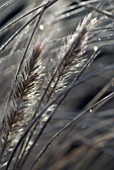 PENNISETUM SETACEUM PURPUREUM