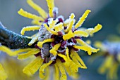 HAMAMELIS MOLLIS BREVIPETALA