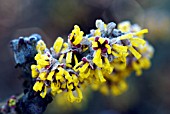 HAMAMELIS MOLLIS BREVIPETALA