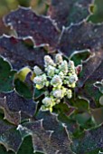 MAHONIA AQUIFOLIUM ORANGE FLAME