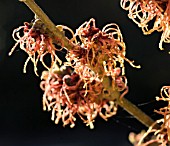 HAMAMELIS X INTERMEDIA GLOWING EMBERS