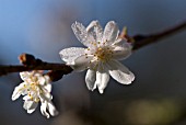 PRUNUS SUBHIRTELLA AUTUMNALIS