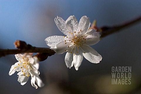 PRUNUS_SUBHIRTELLA_AUTUMNALIS