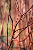 CORNUS ALBA IVORY HALO