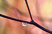 REFLECTION IN RAIN DROP ON CORNUS ALBA